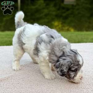 Cottontail, Mini Goldendoodle Puppy