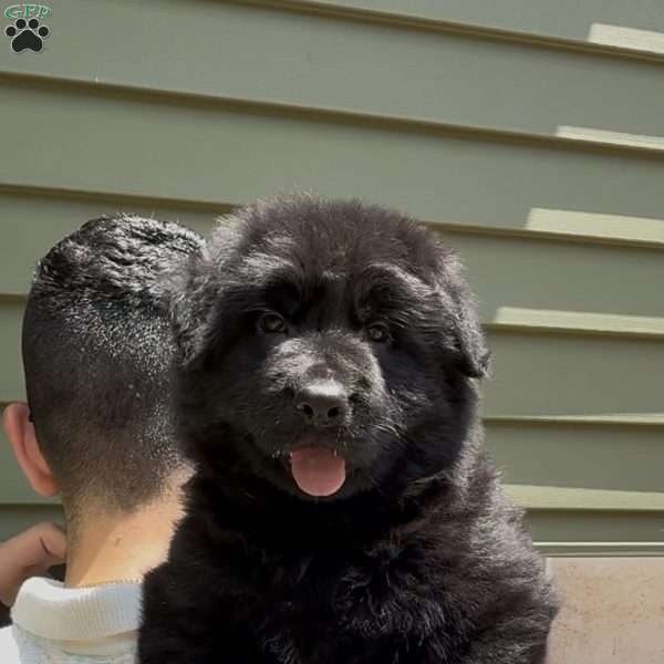 Queen, German Shepherd Puppy