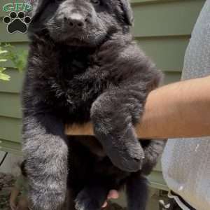 Queen, German Shepherd Puppy