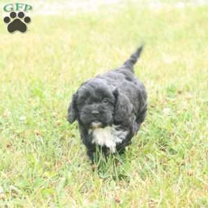Bravo, Cavapoo Puppy