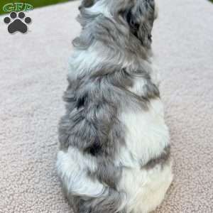 Cottontail, Mini Goldendoodle Puppy