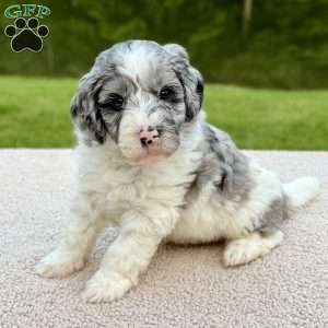 Cottontail, Mini Goldendoodle Puppy