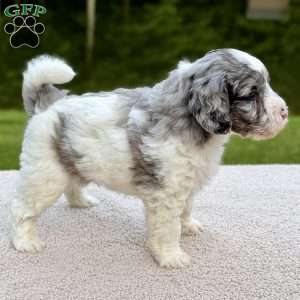 Cottontail, Mini Goldendoodle Puppy