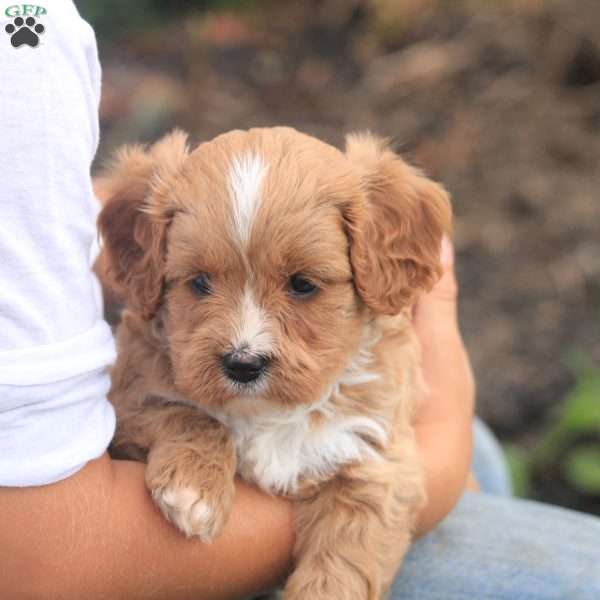 Eden, Cavapoo Puppy