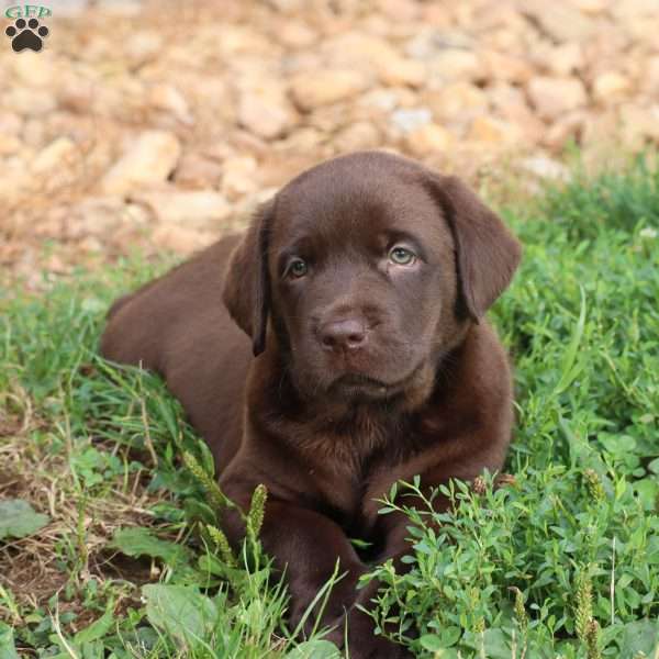 Maverick, Chocolate Labrador Retriever Puppy