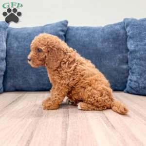 Albony, Mini Labradoodle Puppy