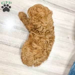 Albony, Mini Labradoodle Puppy