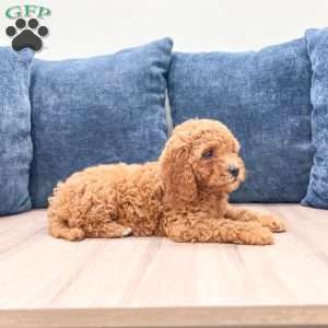 Albony, Mini Labradoodle Puppy