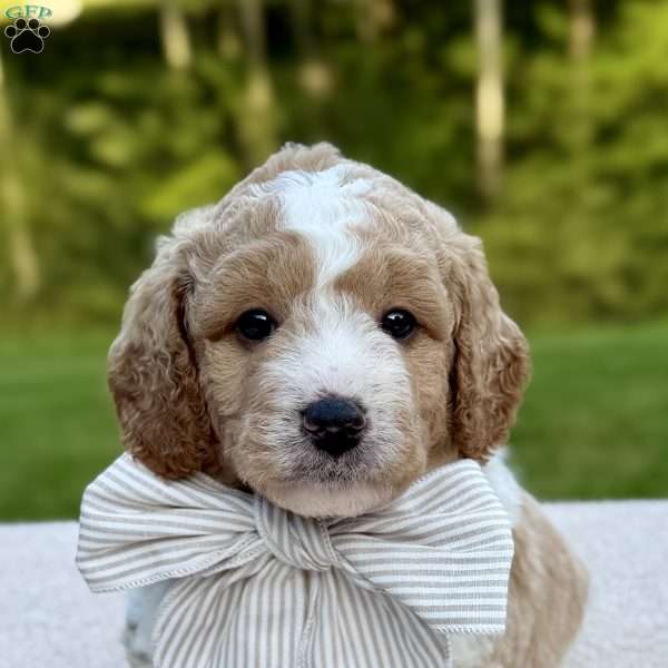 Buttons, Mini Goldendoodle Puppy