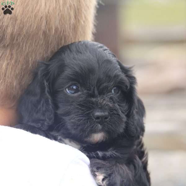 Ember, Cavapoo Puppy