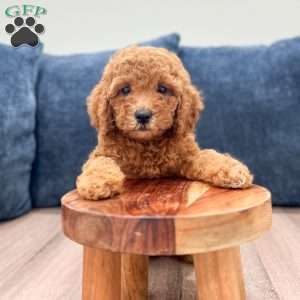 Albony, Mini Labradoodle Puppy