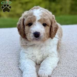 Buttons, Mini Goldendoodle Puppy