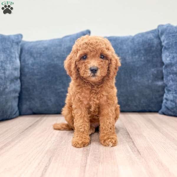 Albony, Mini Labradoodle Puppy