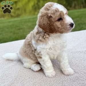 Buttons, Mini Goldendoodle Puppy