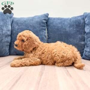 Pierre, Mini Labradoodle Puppy