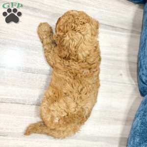 Pierre, Mini Labradoodle Puppy