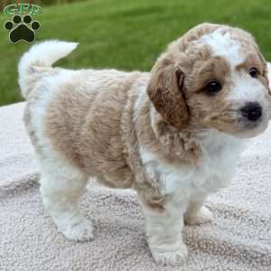 Buttons, Mini Goldendoodle Puppy