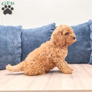 Pierre, Mini Labradoodle Puppy