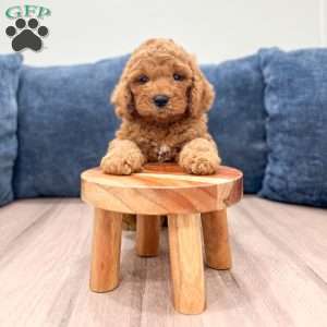 Pierre, Mini Labradoodle Puppy