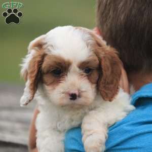 Captain, Cavapoo Puppy