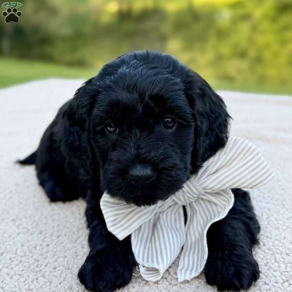 Thumper, Mini Goldendoodle Puppy