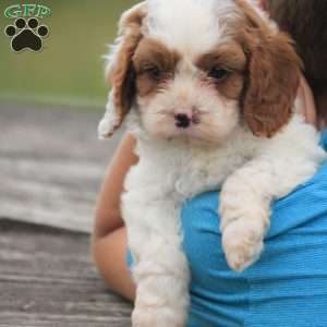 Captain, Cavapoo Puppy