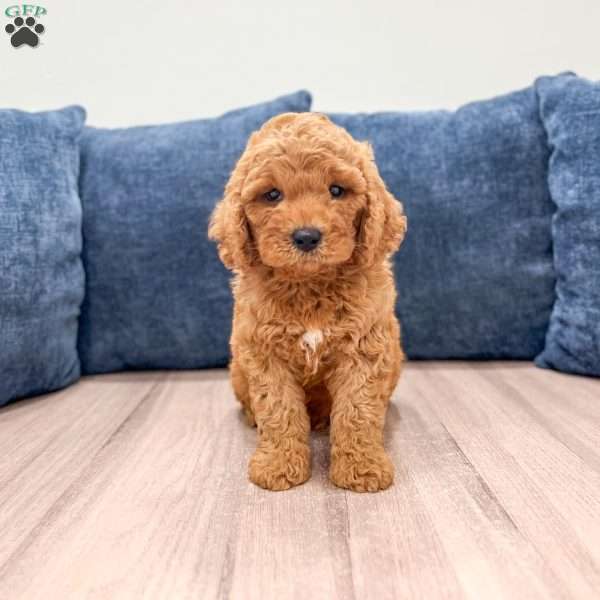 Pierre, Mini Labradoodle Puppy