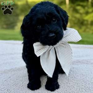 Thumper, Mini Goldendoodle Puppy