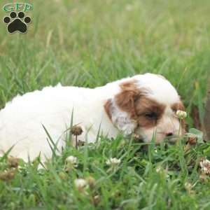 Captain, Cavapoo Puppy