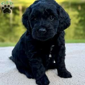 Thumper, Mini Goldendoodle Puppy