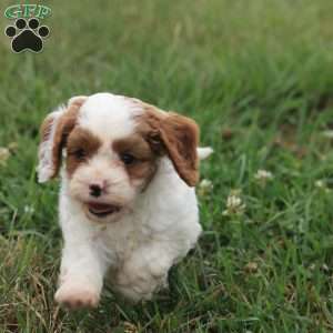 Captain, Cavapoo Puppy