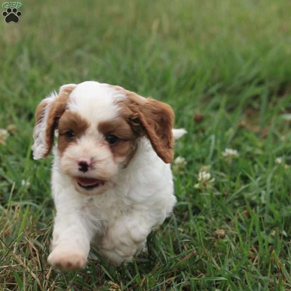 Captain, Cavapoo Puppy