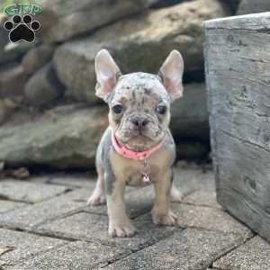 Sherly, French Bulldog Puppy