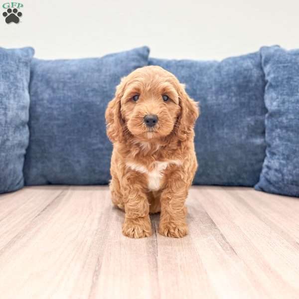 Phoenix, Mini Labradoodle Puppy
