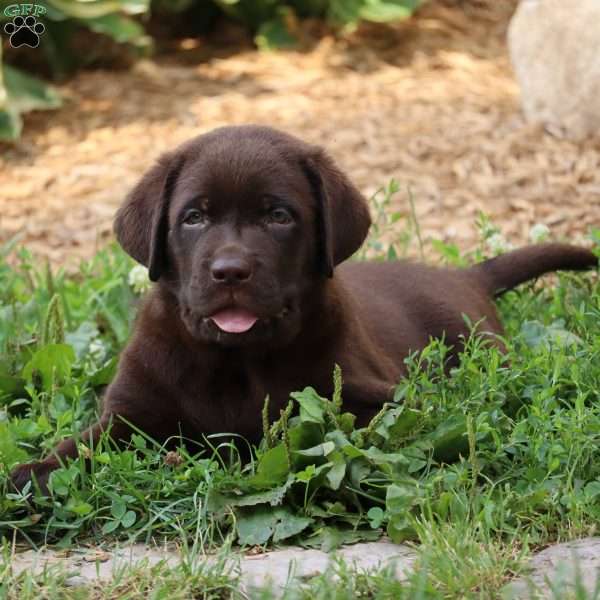 Mason, Chocolate Labrador Retriever Puppy