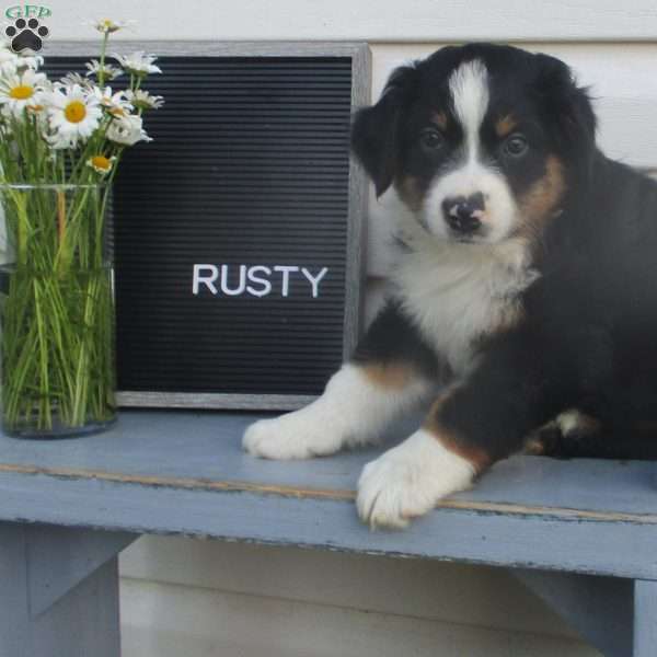 RUSTY, Australian Shepherd Puppy