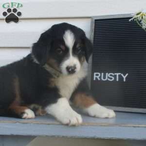 RUSTY, Australian Shepherd Puppy