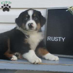 RUSTY, Australian Shepherd Puppy
