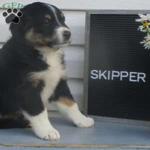 SKIPPER, Australian Shepherd Puppy