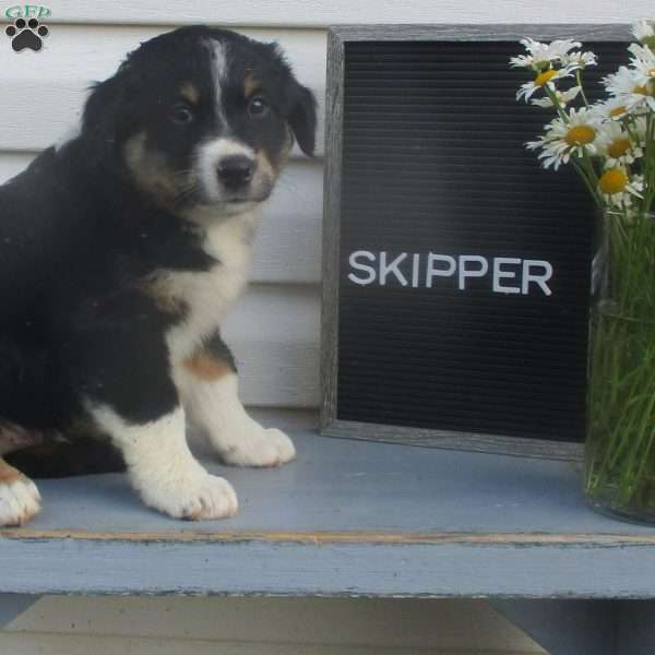 SKIPPER, Australian Shepherd Puppy