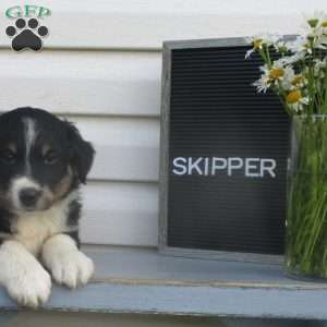 SKIPPER, Australian Shepherd Puppy