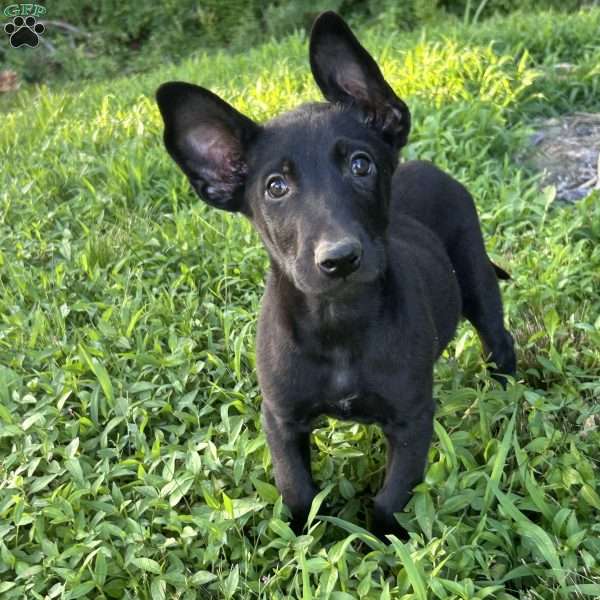 Joe, Belgian Malinois Puppy