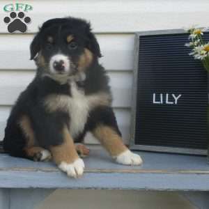 LILY, Australian Shepherd Puppy