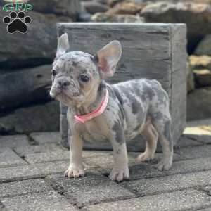 Sherly, French Bulldog Puppy
