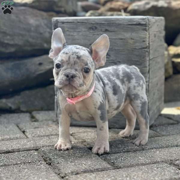 Sherly, French Bulldog Puppy