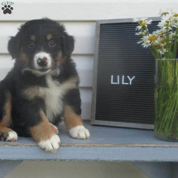 LILY, Australian Shepherd Puppy