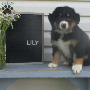 LILY, Australian Shepherd Puppy