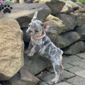 Sherly, French Bulldog Puppy