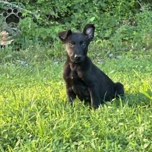 Joe, Belgian Malinois Puppy