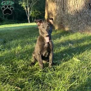 Joe, Belgian Malinois Puppy